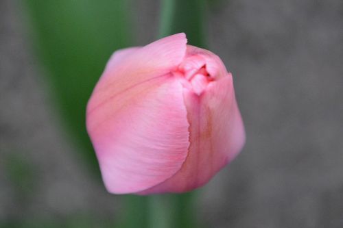 Tulpė, Rožinis, Gėlių Pumpurai