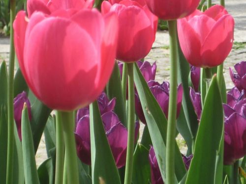 Tulpė, Gėlė, Pavasaris, Rožinis