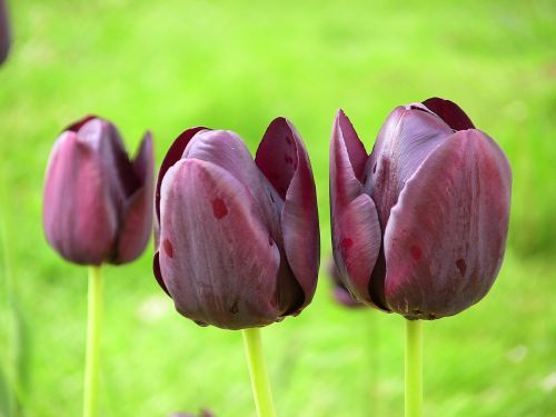 Tulpė, Pavasaris, Gėlė, Žiedas, Pavasaris, Parkas, Žydėti, Flora