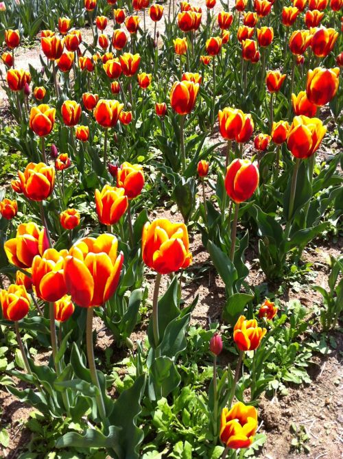 Tulpė, Parkas, Gėlės