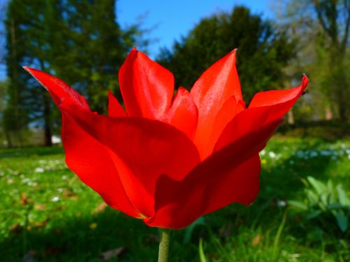 Tulpė, Raudona, Gėlė, Pavasaris