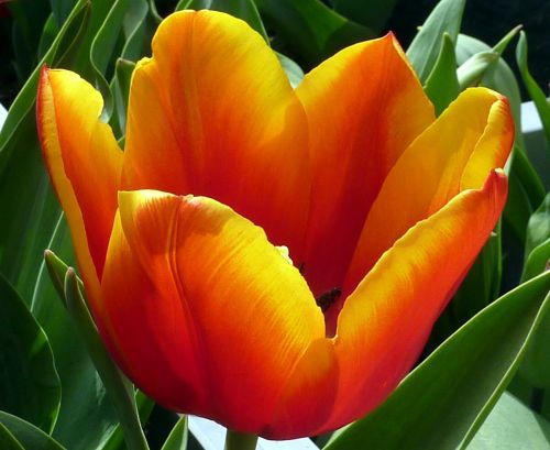 Tulpė, Gėlė, Oranžinė, Pavasaris, Jacques Fath