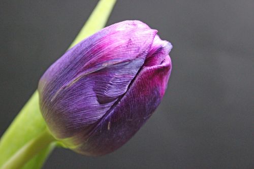 Tulpė, Pavasaris, Gėlė, Gėlės, Pavasario Gėlės, Ankstyvas Bloomer, Violetinė, Uždaryti, Pavasario Pranašys