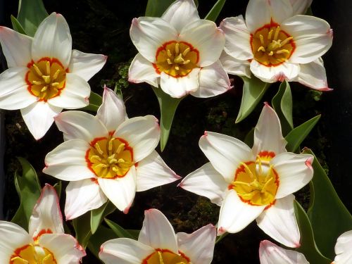 Tulpė, Pavasaris, Balta, Gėlė