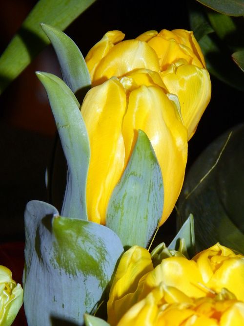 Tulpė, Geltona, Pavasaris