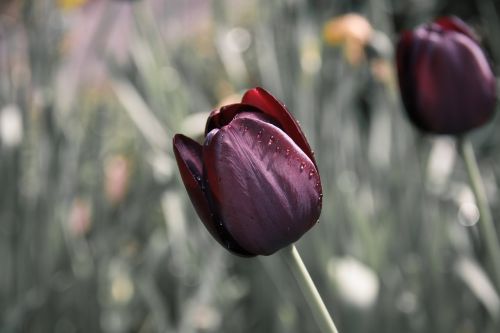 Tulpė, Gėlė, Lašelinė