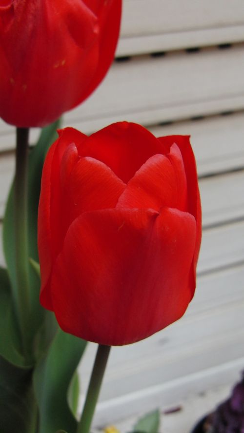 Tulpė, Gėlė, Raudona