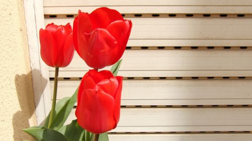 Tulpė, Raudona, Pavasaris