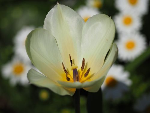 Tulpė,  Balta,  Gėlės,  Augalas