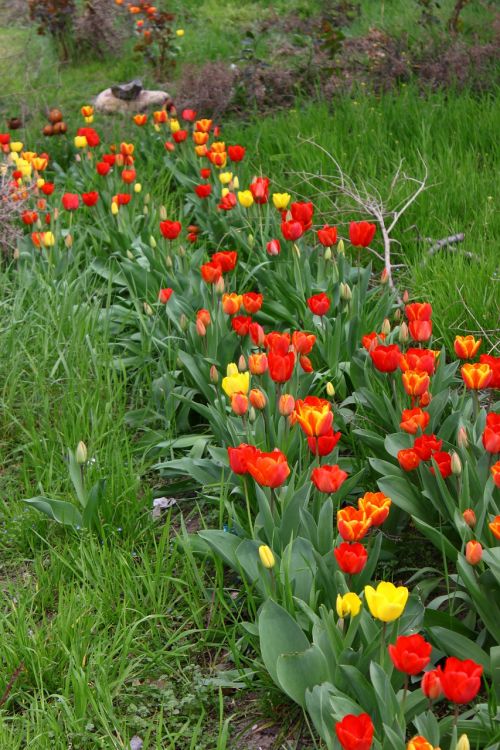 Tulpė, Tulpės, Gėlės, Pavasaris, Gamta