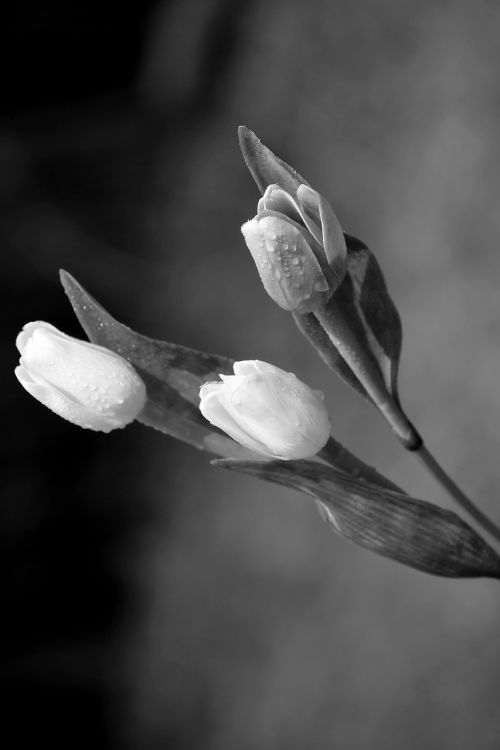 Tulpė,  Gėlės,  Lašai,  Pavasaris