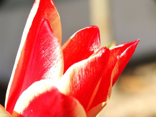 Tulpė,  Gėlė,  Pavasaris,  Raudona,  Spalvinga,  Uždaryti