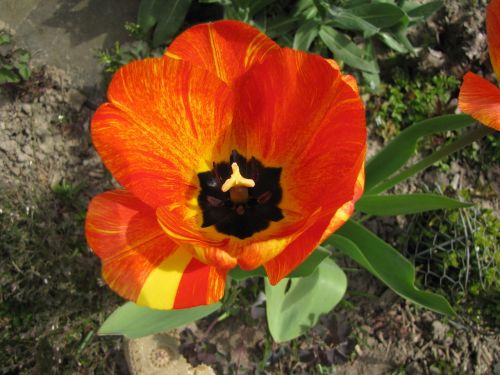 Tulpė, Gėlė, Pavasaris, Gėlės, Uždaryti, Oranžinės Tulpės, Spalvinga, Gamta, Augalas