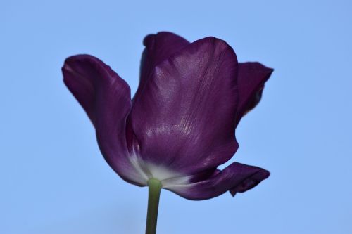 Tulpė,  Violetinė,  Gamta,  Gėlė,  Grožis,  Pavasaris,  Žiedlapiai,  Flora,  Dangus