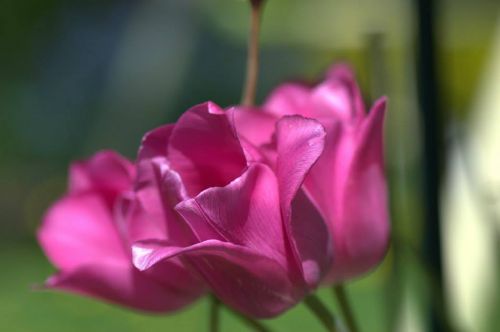 Tulpė,  Rožinis,  Pavasaris,  Gėlė