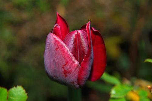 Tulpė,  Žiedas,  Žydėti,  Raudona,  Uždaryta,  Sodas,  Ornamentas,  Pavasaris,  Spalva,  Gamta,  Ankstyvas Bloomer,  Spalvinga,  Flora,  Perspektyva