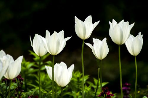 Tulpė, Gėlė, Balta Gėlė, Pavasaris, Augalas, Sodas, Šviežias, Botanika