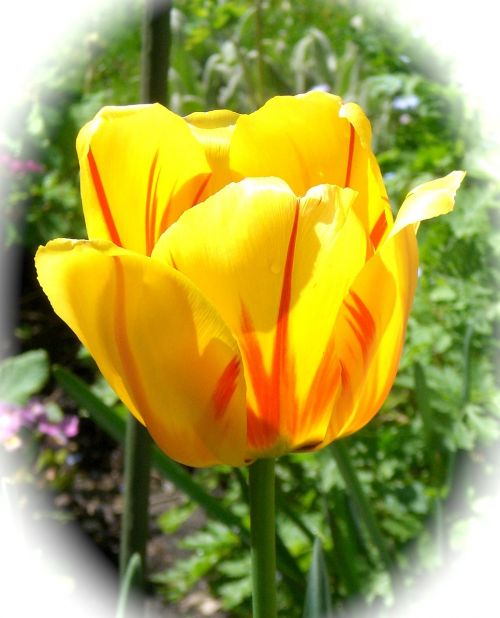 Tulpė, Geltona, Gėlės, Pavasaris, Flora, Geltonos Gėlės, Uždaryti, Geltonos Oranžinės Tulpės, Geltonos Tulpės