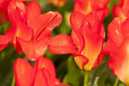 Tulpė, Lelija, Gamta, Gėlės, Tulpės, Schnittblume, Žiedas, Žydėti, Augalas, Flora, Gėlių Traškučiai, Raudona, Žydėti, Pavasaris, Lenz