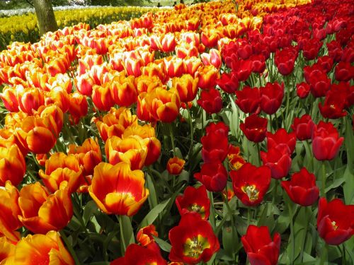 Tulpė,  Amsterdamas,  Oranžinė,  Raudona,  Gamta