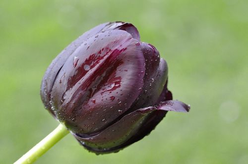 Tulpė, Gėlė, Augalas, Schnittblume, Žiedas, Žydėti, Violetinė, Šlapias, Lašas Vandens, Uždaryti