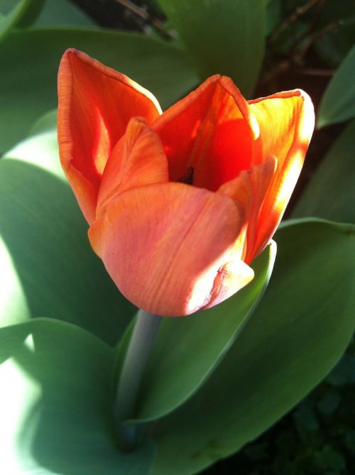 Tulpė, Oranžinė, Pavasaris, Gėlė, Tulpės, Gamta, Gėlės