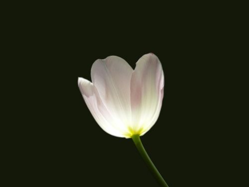Tulpė, Gėlė, Pavasaris, Rožė, Balta