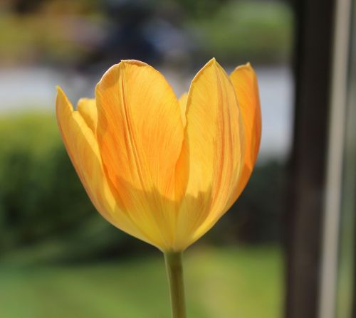 Tulpė, Oranžinė, Pavasaris