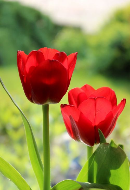 Tulpė, Raudona, Pavasaris, Gėlė