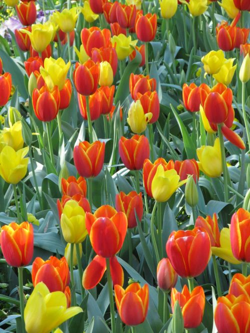 Tulpės,  Gėlės,  Gėlių,  Augalai,  Auga,  Pavasaris,  Spalvinga,  Žiedlapiai,  Raudona,  Oranžinė,  Geltona,  Žiedai,  Žydi,  Linksmas,  Šviesus,  Gamta,  Sodininkystė,  Sodas,  Tulpine Lova