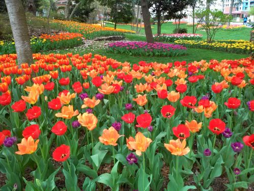 Tulpės,  Gėlės,  Sodai,  Spalvinga,  Pavasaris,  Tulpės Lovos