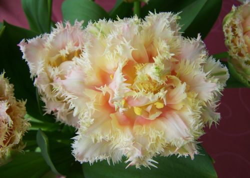 Tulpių Puokštė, Supjaustytos Gėlės, Pavasario Gėlė