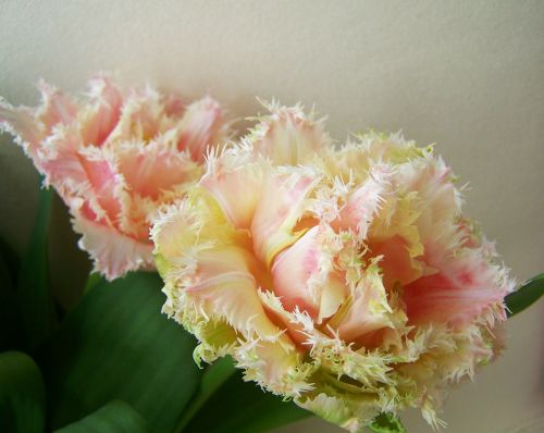 Tulpių Puokštė, Supjaustytos Gėlės, Pavasario Gėlė