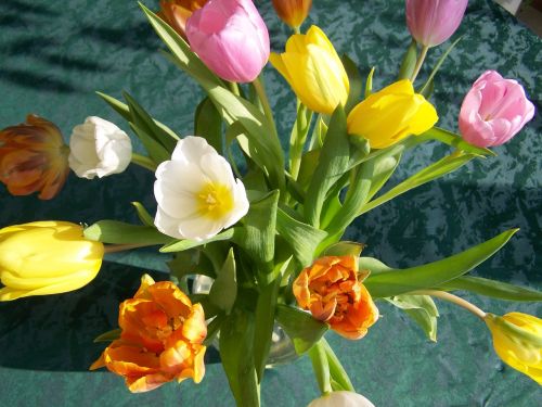 Tulpių Puokštė, Spalvingos Tulpės, Supjaustytos Gėlės
