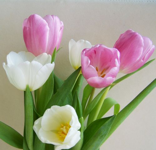 Tulpių Puokštė, Rausvai Balta, Supjaustytos Gėlės