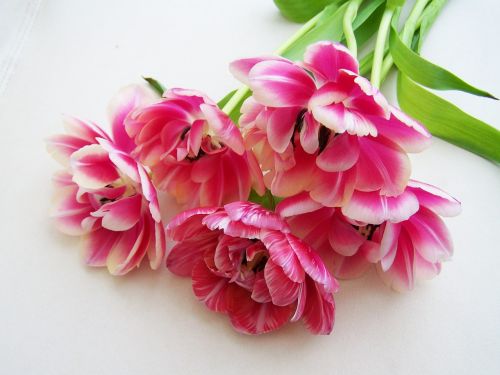 Tulpių Puokštė, Rožinis, Supjaustytos Gėlės