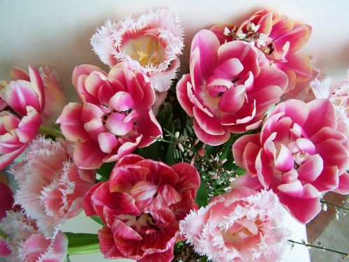 Tulpių Puokštė, Rožinės Tulpės, Supjaustytos Gėlės