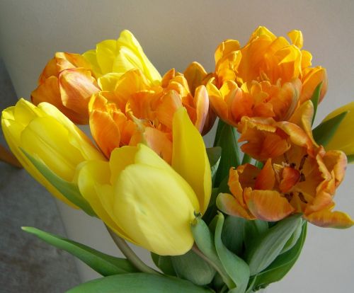 Tulpių Puokštė, Geltona-Oranžinė, Supjaustytos Gėlės