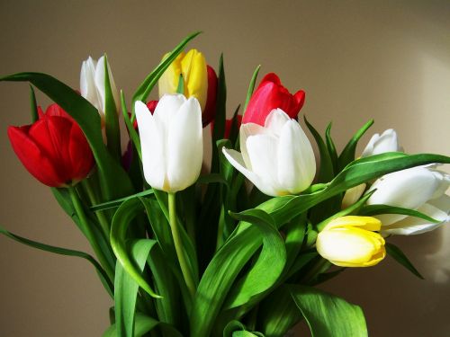 Tulpių Puokštė, Spalvingos Tulpės, Supjaustytos Gėlės