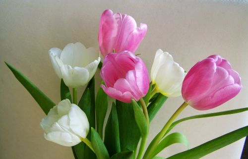 Tulpių Puokštė, Supjaustytos Gėlės, Rožinės Ir Baltos Gėlės