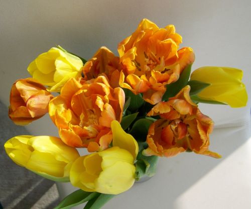 Tulpių Puokštė, Supjaustytos Gėlės, Geltona-Oranžinė
