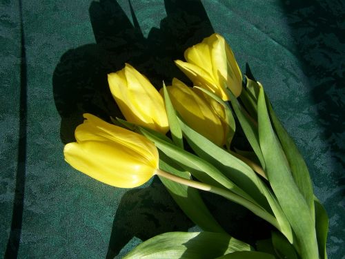 Tulpių Puokštė, Geltonos Gėlės, Supjaustytos Gėlės