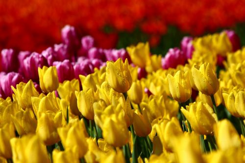 Tulpių Kolekcija, Tulpės, Tulpių Festivalis, Pavasario Konya