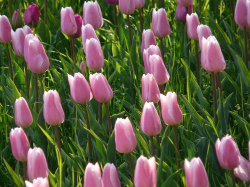 Tulpių Laukas, Tulpės, Rožinis, Šviesiai Rožinė, Švelnus, Uždaryta, Į, Tulpenbluete, Gėlės