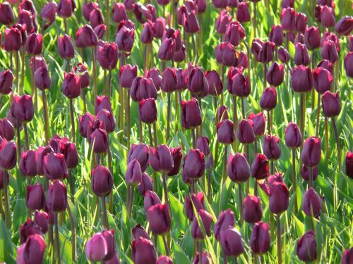 Tulpių Laukas, Tulpės, Violetinė, Tamsiai Violetinė, Violetinė, Uždaryta, Į, Tulpenbluete, Gėlės
