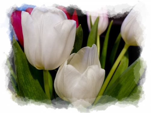 Pasveikinimas,  Gėlės,  Tulpės,  Motinos Dienos & Nbsp,  Puokštė,  Velykos,  Dovanos,  Kortelė,  Tulpių Gėlių Rėmas