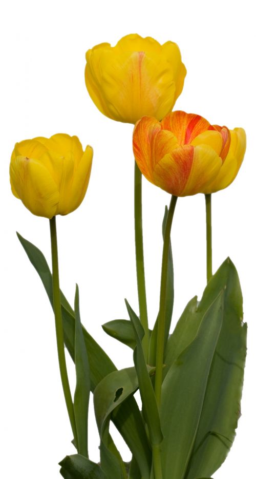 Tulpė,  Tulpės,  Gėlė,  Gėlės,  Makro,  Geltona,  Raudona,  Izoliuotas,  Balta,  Fonas,  Gražus,  Gėlių,  Flora,  Gamta,  Augalas,  Tulpės Gėlės Izoliuotos