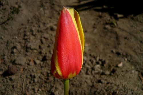 Tulip Giuseppe Verdi, Tulpė, Gėlė, Augalas, Gėlių Sodas