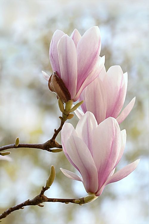 Tulpė Magnolija, Magnolija X Soulangiana, Medis, Pavasaris, Prašome Pasukti Nuotrauką