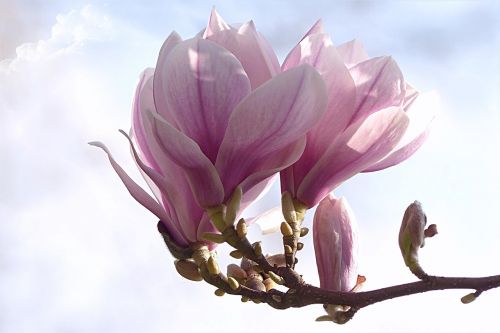 Tulpė Magnolija, Magnolija X Soulangiana, Medis, Pavasaris